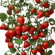 3D Strawberrie fruit tree