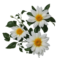 White Flowers on a transparent Background